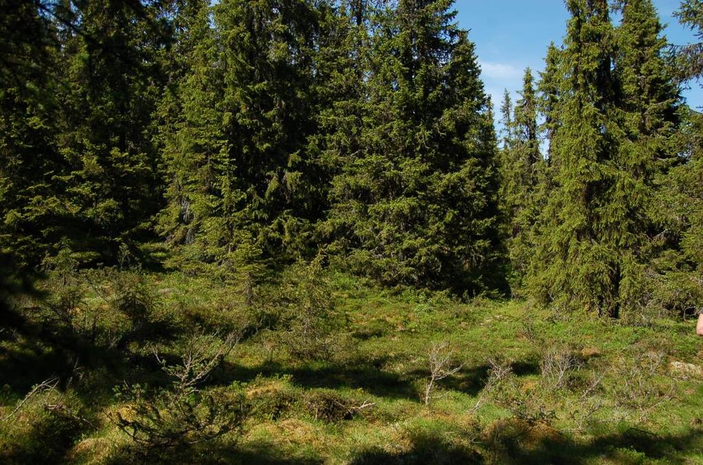 3 Vegetasjon Vegetasjonen domineres av granskog iblandet noe bjørkeskog, busksjikt av einer og markdekke av