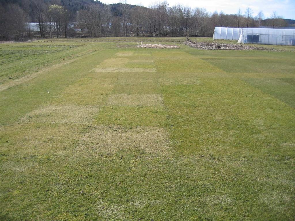 Offisiell sortsprøving (VCU-testing) av gräs til grönytor har långa tradisjoner i Norden T Statlig finansiert VCU-testing av gräs til grönytor i de nordiske land har nå forsvunnit Fram til midten av