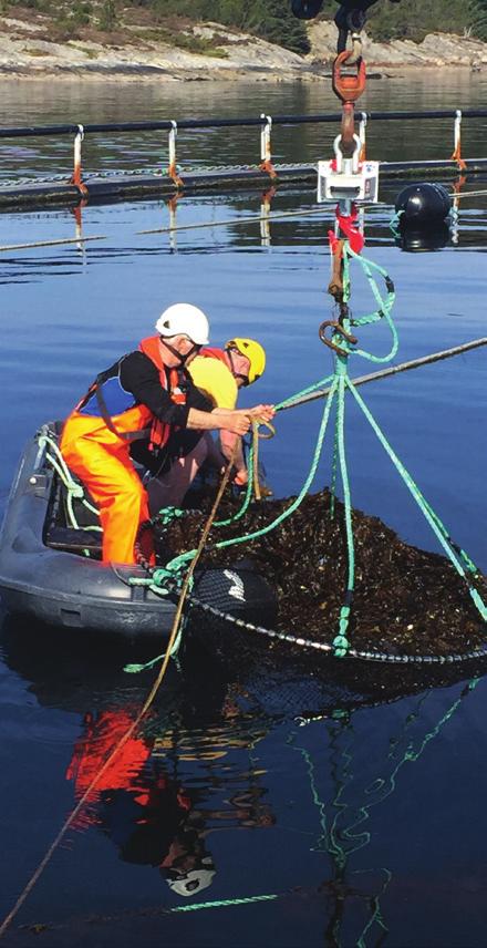 Det å dyrke tare, skalldyr og virvelløse organismer sammen med fisk er en ny tankegang i norsk havbrukshistorie.