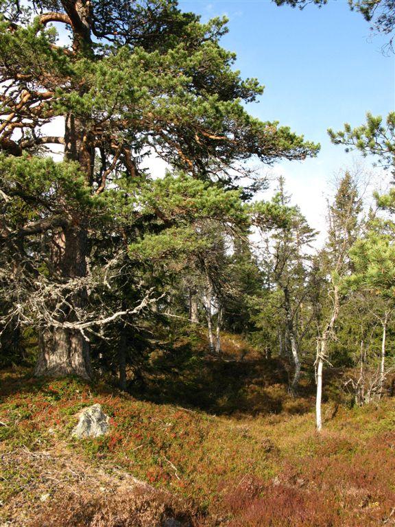 Hoggtjern mot vest. Foto: Jon T.