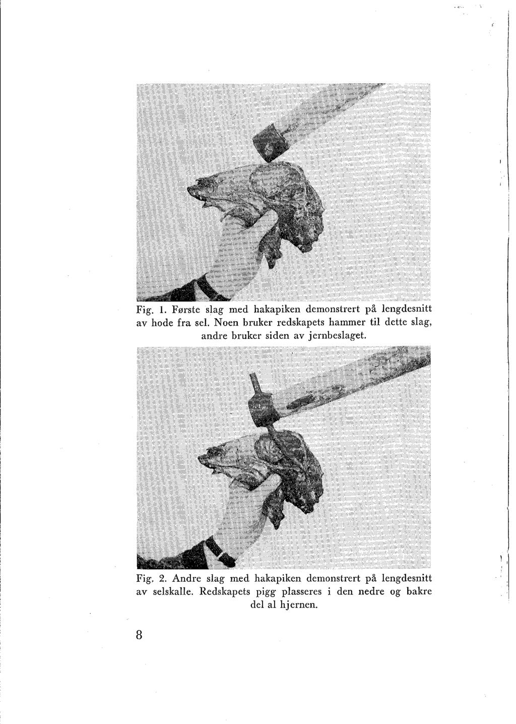 Fig. 1. Første slag med hakapiken demonstrert på lengdesnitt av hode fra sel.