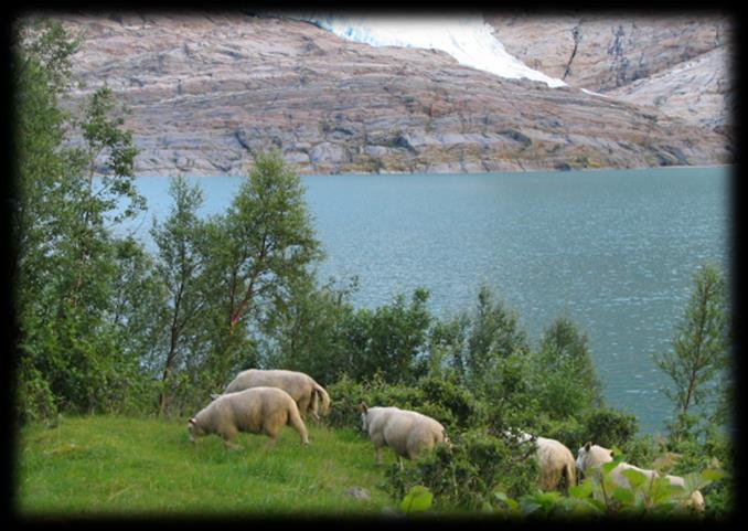 Beiteområdene Tradisjonelt sett svært godt egna som utmarksbeite for sau.