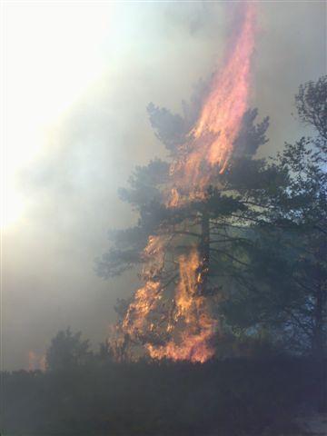 Tilsynsaksjon med skogbrannberedskap Tilsynsaksjon med skogbrannberedskap ca. 100 brannvesen ca.