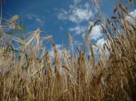 Robust og tilpasset plantemateriale i korn Studere genetisk variasjon og finne sorter som er mer tolerante for jordpakking og våte forhold i jord (.