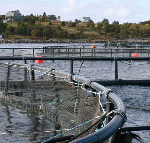 Marin sektor Økte priser på torsk og laks Bedret lønnsomhet i fiske og lakseoppdrett Fortsatt problemer i fiskeindustri Overkapasitet