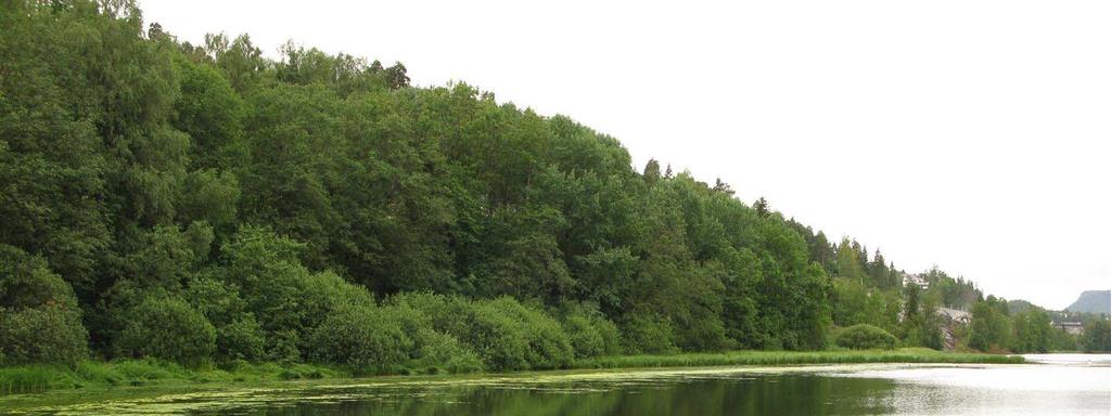 Figur 4. Gruntvannsområdet i nordøst med den innenforliggende sumpskogen der turvegen ligger. Foto: Rune Solvang. 5.