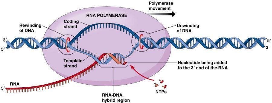 MEХАНИЗАМ НА ТРАНСКРИПЦИЈА Како DNA знае од каде треба да се одврти? Каде во низата завршува едниот ген, а започнува наредниот?