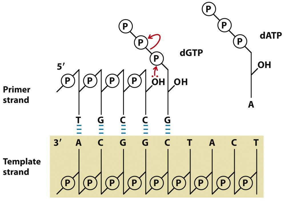 САНГЕРОВ МЕТОД Сангеровиот метод на секвенционирање на DNA го користи механизмот на DNA синтеза со помош на DNA полимераза.