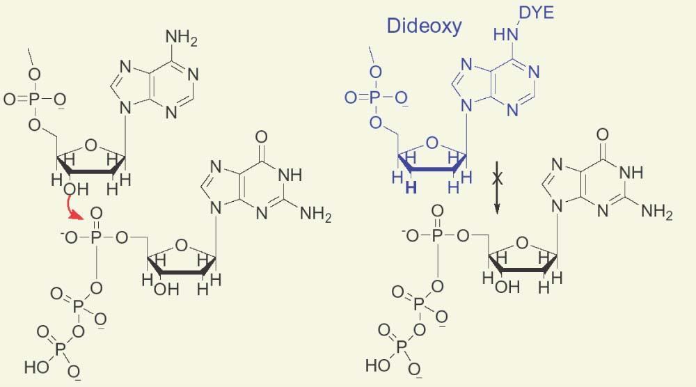 ДИДЕОКСИ МЕТОД Се додава DNA полимераза и од крајот на прајмерот започнува да расте комплементарна низа од DNA на селектираниот фрагмент.