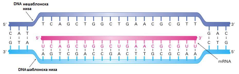ПРОЦЕС НА ТРАНСКРИПЦИЈА Процесот на транскрипција започнува со неколку одвртувања на двојната спирала на DNA, формирање на транскрипциони меури и изложување на базите од двете полинуклеотидни низи.