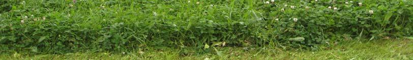 Gras i blanding med kløver fekk betre nitrogenforsyning og sterkare strådanning.