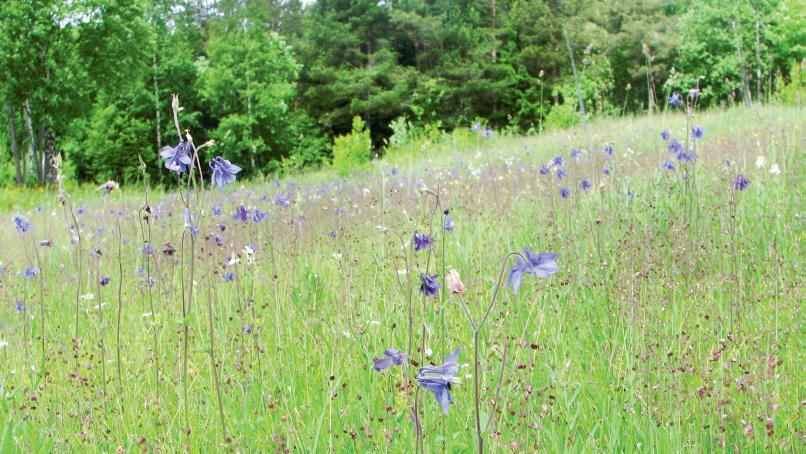 Oppsummert Utgreiingskrav etter forvaltningslova og naturmangfaldlova: Utgreiingsprinsipp i fvl.