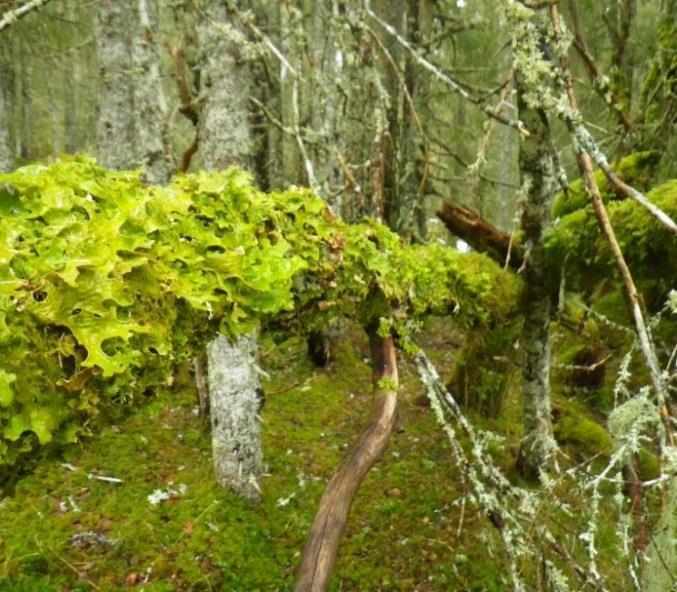 Figur 5. Til venstre: Lungenever er stedvis svært dominerende. Til høyre: Granskog vokser hovedsakelig i dalbunnen langs Skjellåa. Foto: Sweco.