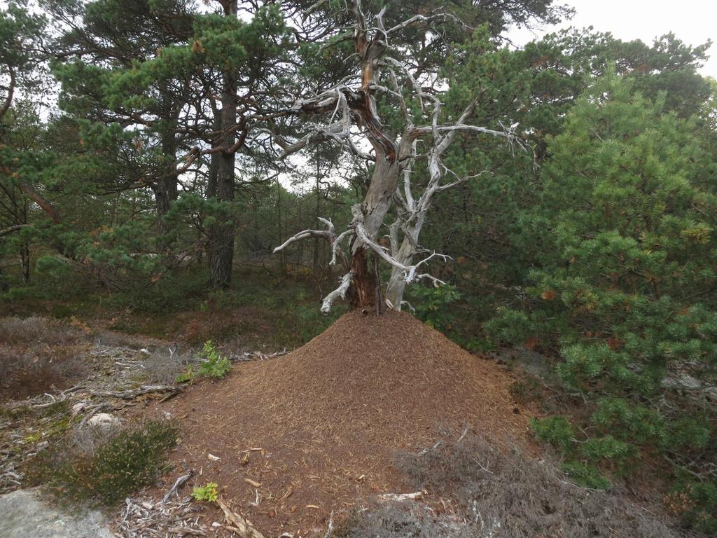 foten av bergskrent.