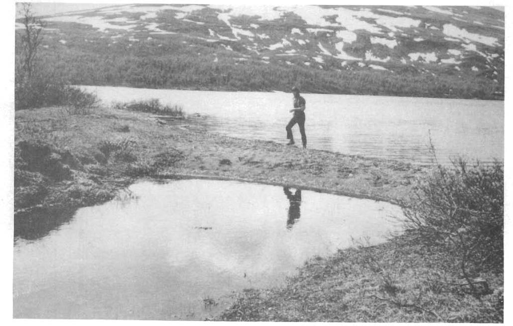 (Fig, 3). På sørsida av Krutvatnet stanser bjørkeskogen på knapt 700 m 0.h. I den alpine region finnes godt utviklet plantedekke selv på de høyeste toppene (1039 m 0.h.). vatnet ned i Krutågavassdraget.