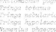 smålom Storlom Stokkand Krikkand Erunnakke Bergand Svartand S j Øorre Kvinand Siland ~jellvåk Dvergfalk Lirype Fjellrype Sandlo Hei lo Temmincksnipe Fjæreplytt Myrsnipe Brushane RØdstilk Gluttsnipe