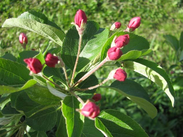 Evereste Malus floribunda.(også kalla «Perpetu»). Planta som 2.