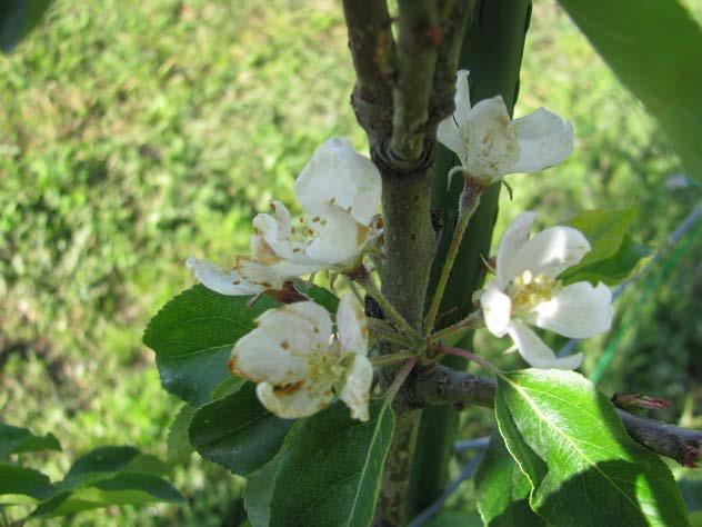 Dolgo Amerikansk. Malus baccata.