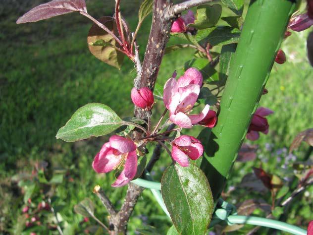 Kobenza Polsk sort. Malus floribunda. Planta som pisk.