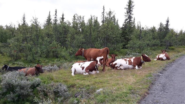 innmark: krever tilrettelegging Inngjerding på tvers av eiendomsgrenser Gjerder: