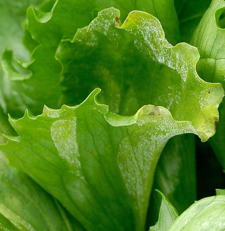 Varslingsmodell for salatbladskimmel Sporulering Relativ luftfuktighet 93% minst 4 timer når det er mørkt Sporespredning og infeksjon Minst 3 timer sammenhengende med bladfukt på