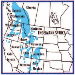 Desse treslaga veks naturleg i Rocky Mountains, frå Arizona og New Mexico i sør til Wyoming og Idaho (blågran) (Figur 1) og Alberta og British Columbia (engelmannsgran) (Figur 2) i nord.