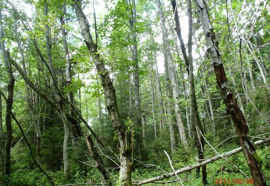 Område med riksumpskog der gråor er dominerende