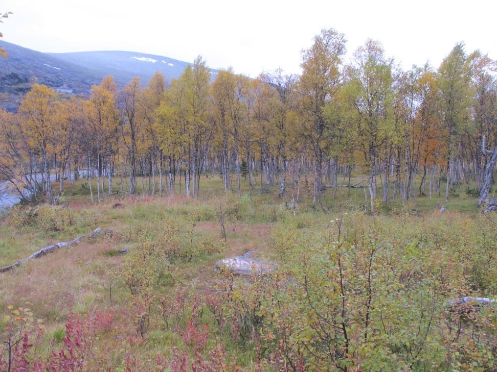 2012 hvor nasjonalparkforvalterne, representanter for midtre nordland nasjonalparkstyre og Fjelltjenesten var representert. Området i Tverrådalen ligger et stykke oppe i Tverrådalen i fjellbjørkeskog.