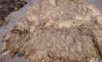 Det er viktig at kvar produsent om hausten vel ut skinn med den beste ullkvaliteten og kontrollerer at ikkje undergroing av ulla har begynt.