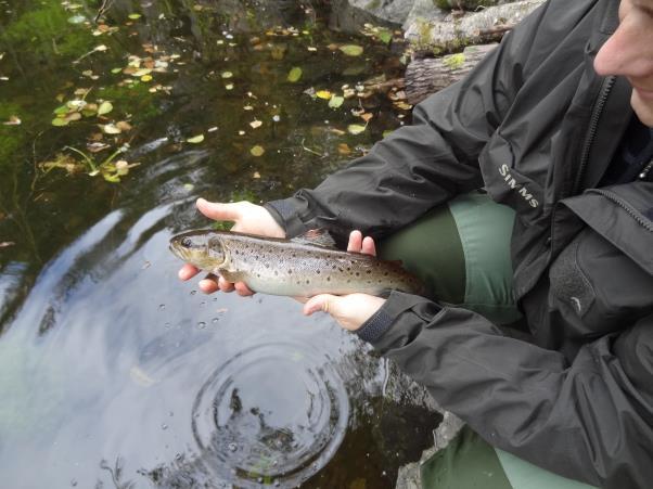 Ordningen med delt fiskesesong, som har vært praktisert siden 2008, har for så vidt fungert godt, men det vil bli søkt om å fiske halve oktober måned ved neste oppdatering av fisketider i elva.