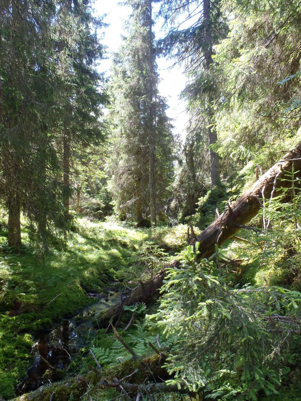 Gransumpskog (Foto: Ragnhild