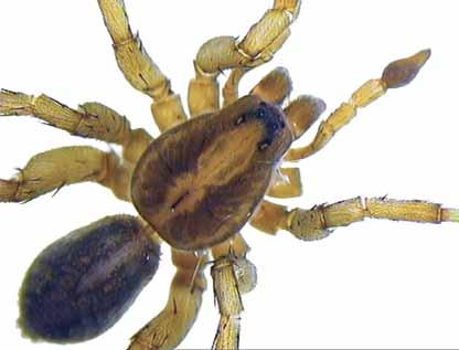 Bilde C: Edderkopper (Araneae) er nyttedyr i hagen. Noen spinner nett, mens andre fanger byttedyr ved å jakte på dem eller ved å sitte på lur. Edderkopper har åtte øyne.