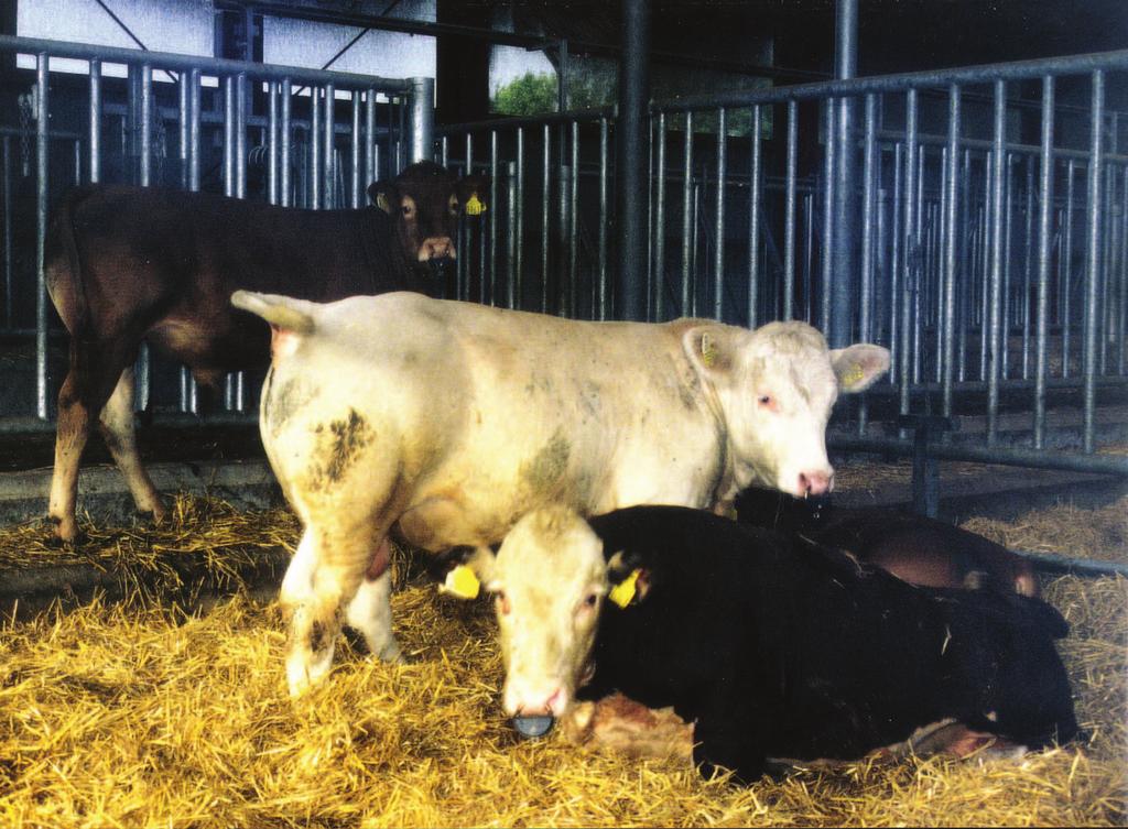 Årsmelding 2003 39 Sammenligningstall fra Danmark Nedenstående tall er utgitt av Landsudvalget for Kvæg, og er gjennomsnittstall fra år 2003 i husdyrkontrollen for kjøttfe i Danmark.
