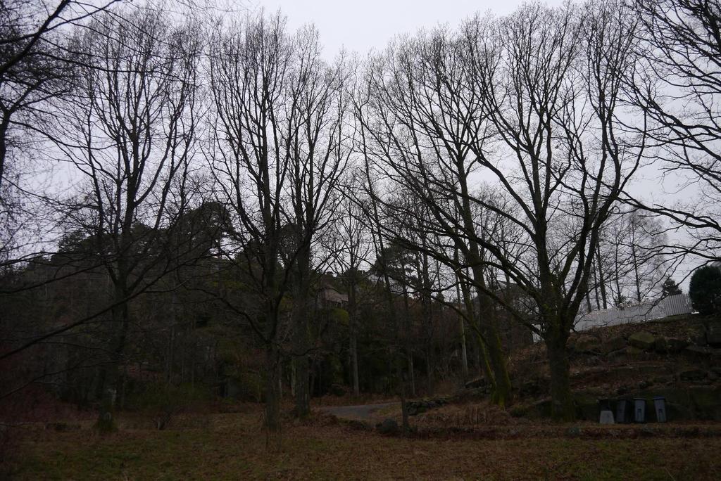 følge av kjøreskade. Et par av de grove greinene på denne blir brukt som huskestativ. Stammene på eiketrærne har forholdsvis liten dekning av lav, men en del mose.