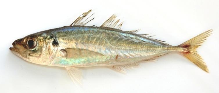 begrenset varighet Fisk representerer en fornybar resurs