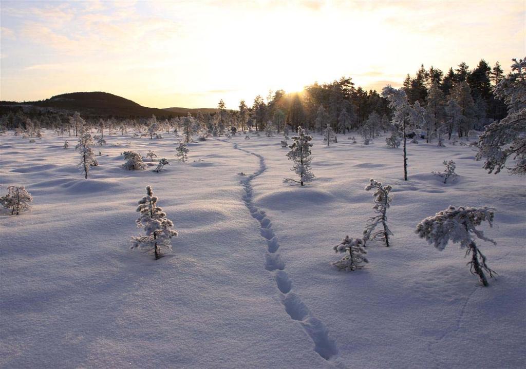 Høgskolen i Hedmark