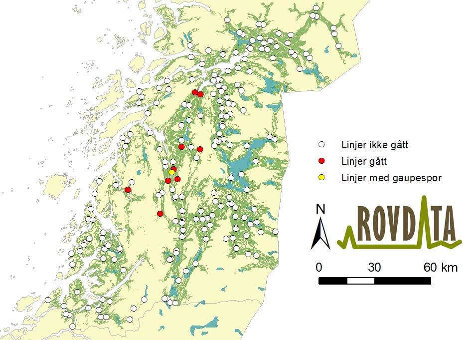 Figur 6. Takseringslinjer med spor etter gaupe i Nordland vinteren 2013/14 (gule sirkler). Hvite sirkler markerer linjer ikke gjennomført i vinter. Røde sirkler viser linjer uten gaupespor.