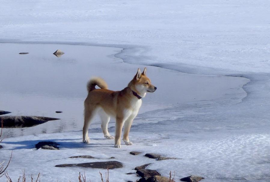 Bakgrunn: Krysningsprosjekt http://lundehund.no/images/pdf-er/plan_for_kryssing_av_norsk_lundehund_2015-feb.