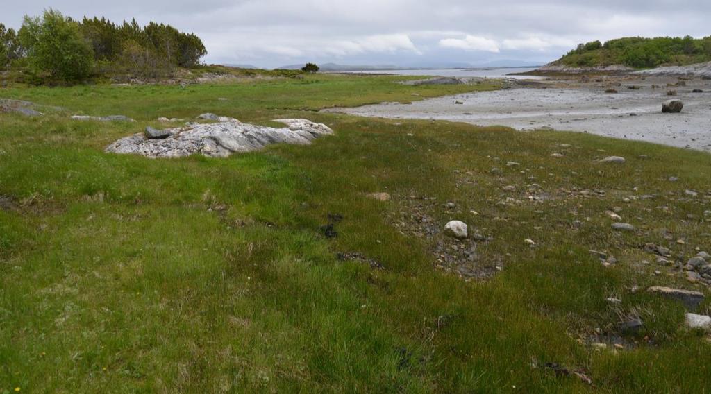 Strandenga sett mot sør, med saltsiv som dominerende