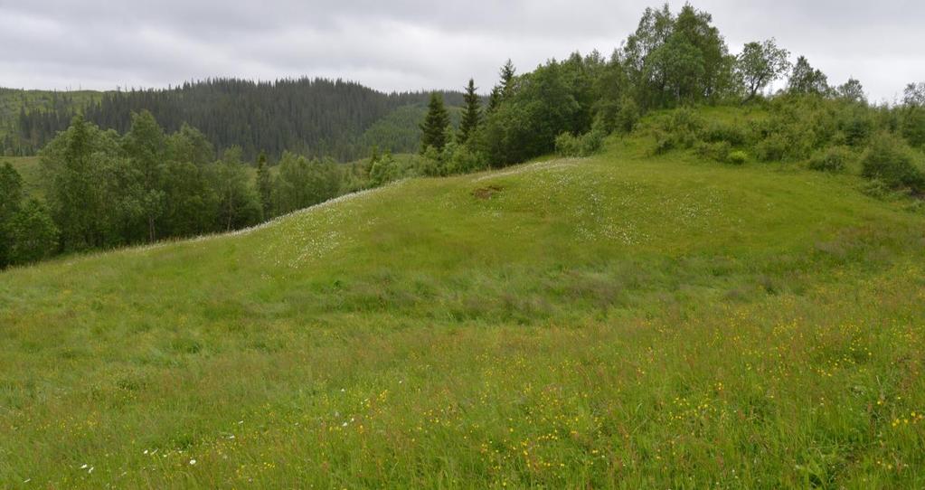 Bilder Figur 4. Oversikt over lokaliteten Kammekra.