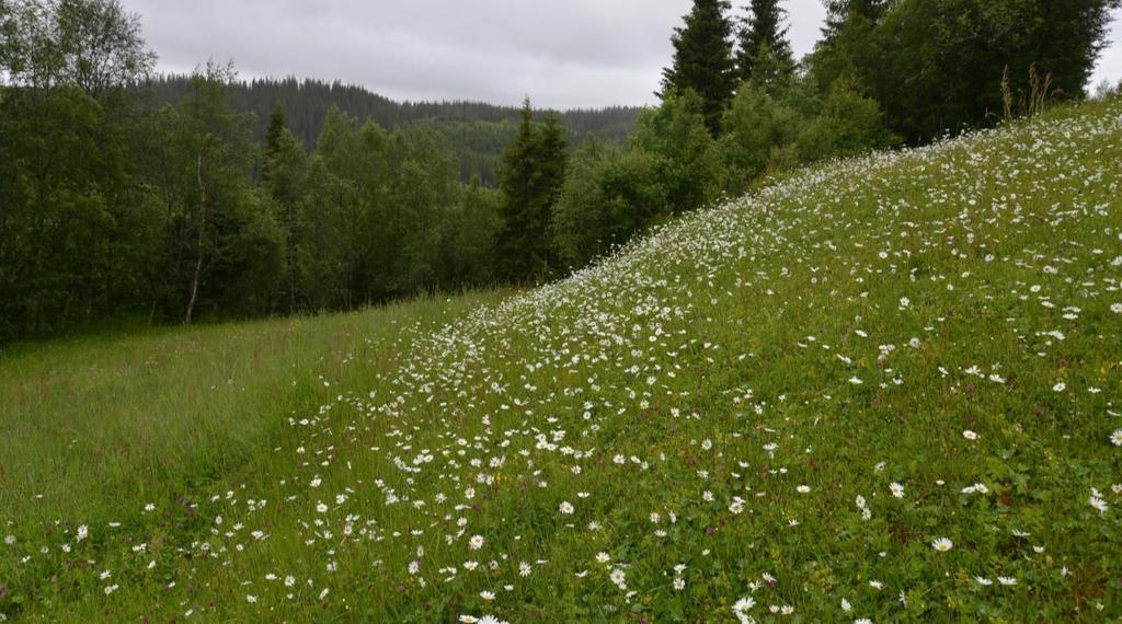 forekomster med engsyre, ensoleie og sølvbunke. Disse artene utgjør mengdearter i innmarka.