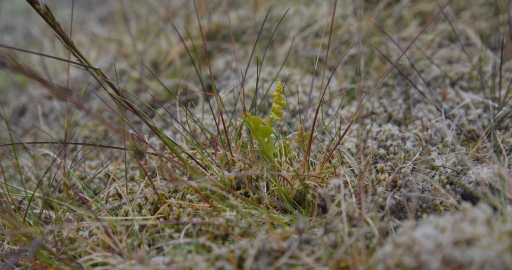 geitsvingel, kattefot, marinøkkel, rødsvingel og blåstarr.