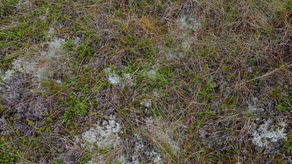 Figur 115. Detaljbilde feltsjikt, fattig lynghei med røsslyng (grå pga.