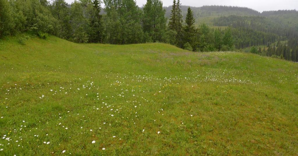 Bilder Figur 9. Oversikt over lokaliteten Geitkløvdalen, øvre del.