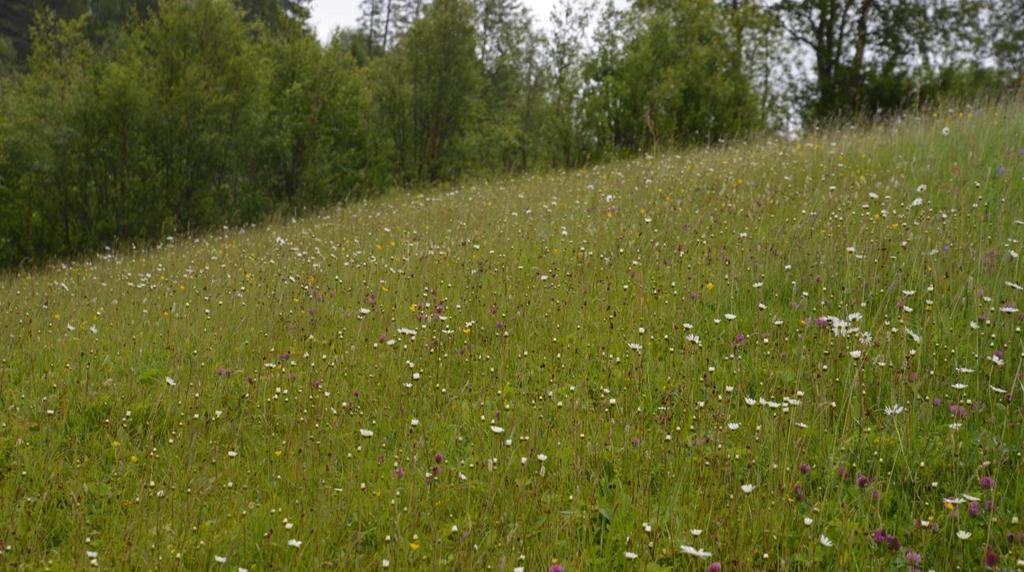 Legg merke til at prestekrage er helt fraværende på innmarka til venstre. Foto: Per Vesterbukt/NIBIO, 9.7.2015.