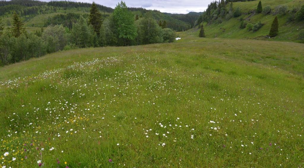 Bilder Figur 17. Oversikt over lokaliteten Innerst i dalen, sett mot vest.