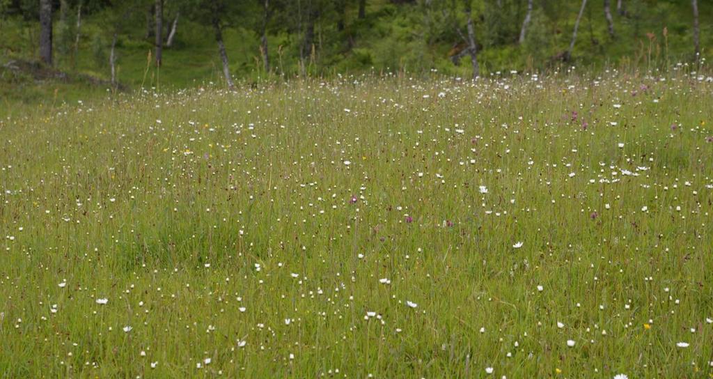 I forgrunnen slåttemarka med påbegynnende blomstring for bl.a prestekrage. Foto: Per Vesterbukt/NIBIO, 9.7.