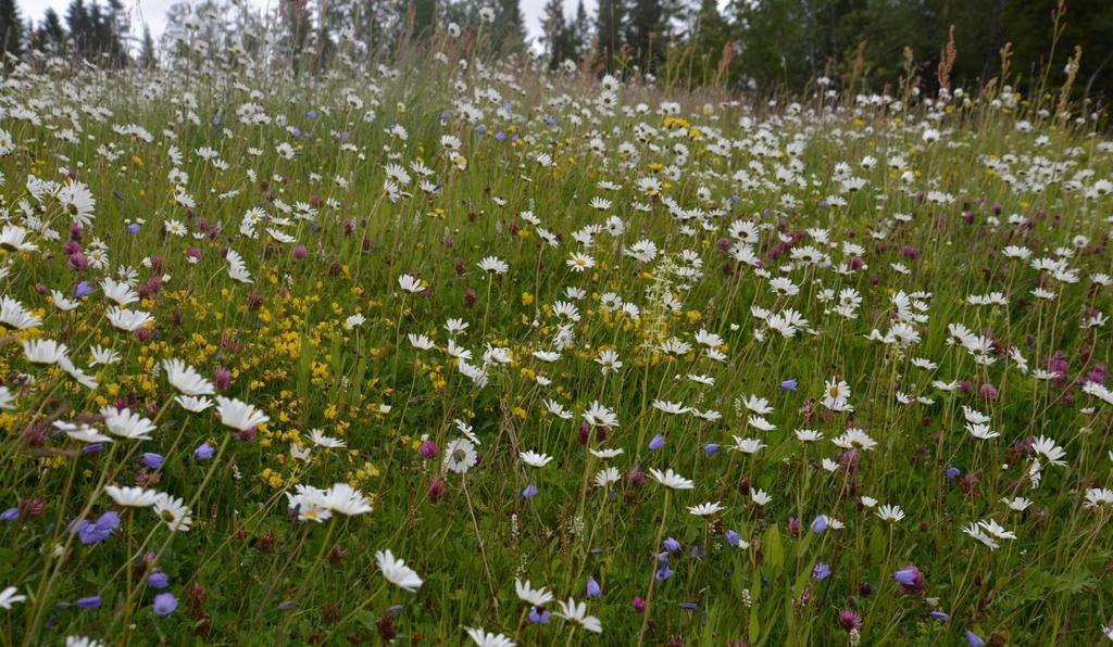 blomstring. Foto: Per Vesterbukt/NIBIO, 18.7.2015. Figur 20.