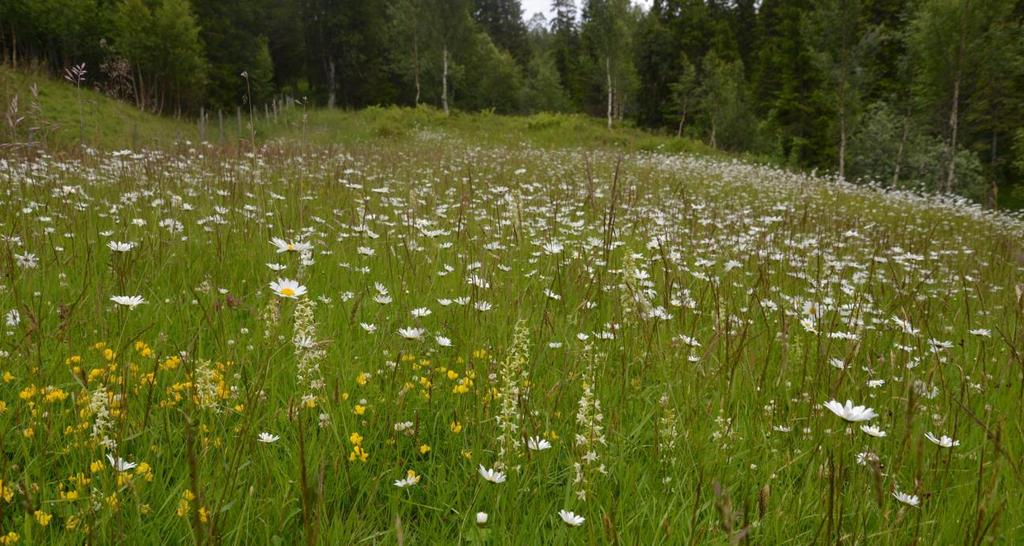 harerug. Foto: Per Vesterbukt/NIBIO, 9.7.2015. Figur 25.