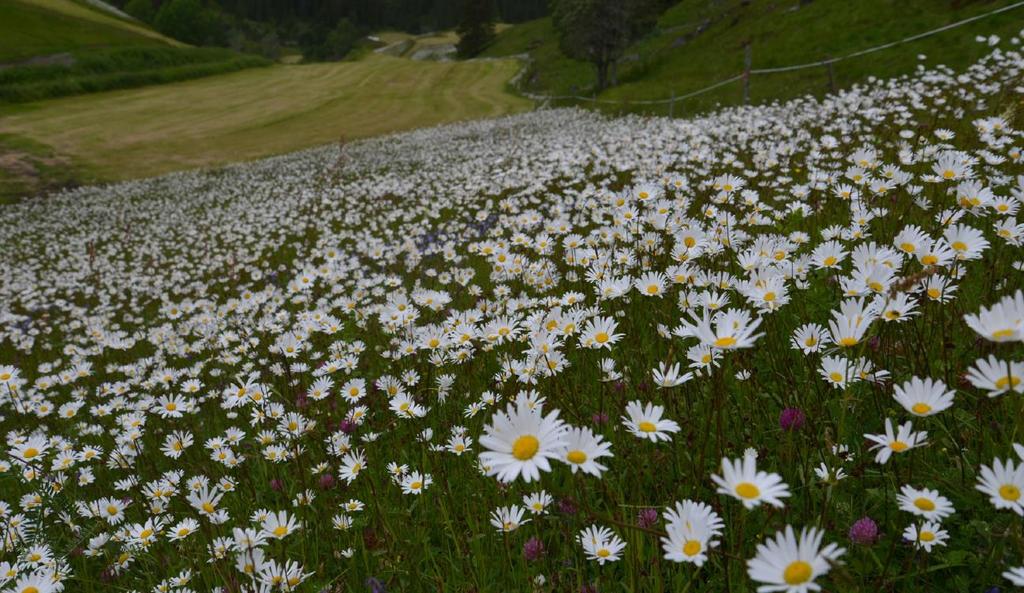 naturbeitemark øverst og gjødslet innmark nederst. Foto: Per Vesterbukt/NIBIO, 18.